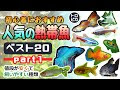 上 熱帯魚 まとめ 132054-熱帯魚 まとめ買い