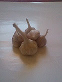 garlic