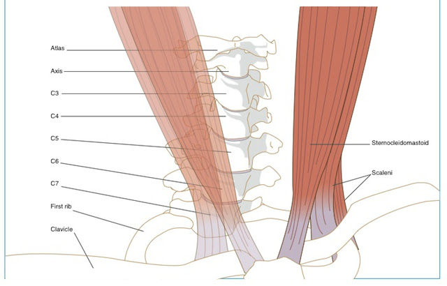 Vivian Grisogono - ABOUT THE BACK AND NECK