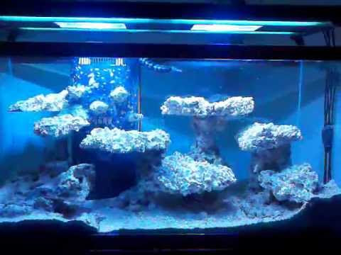 74+ Aquascape Bonsai Terbaik