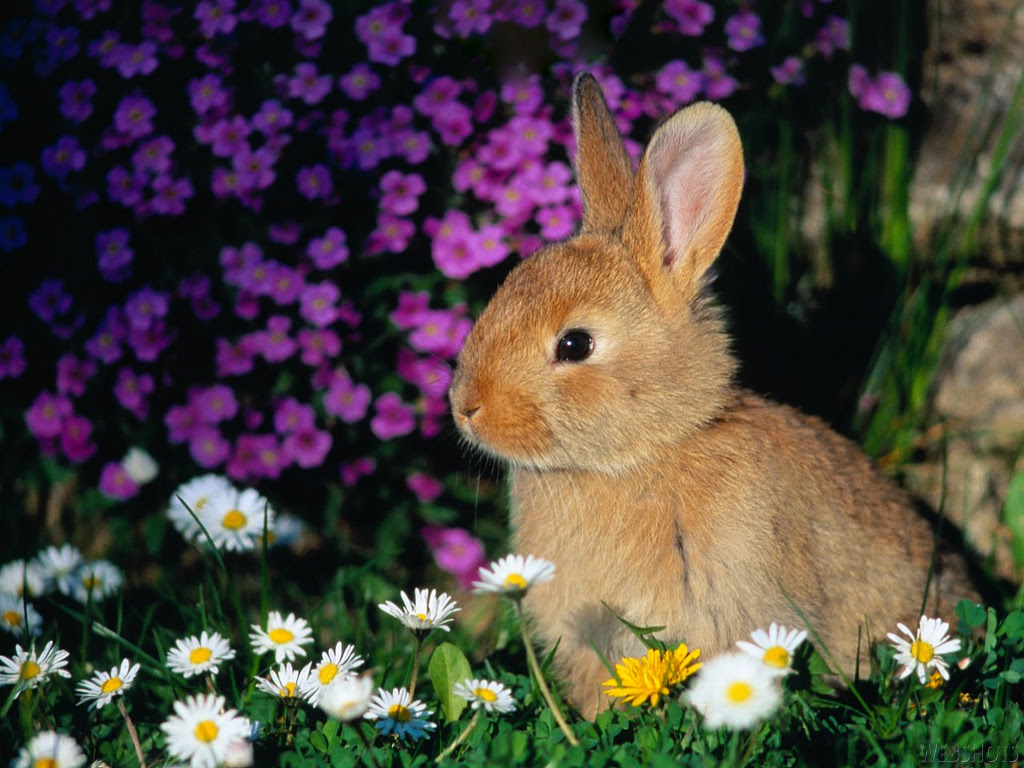 bunny rabbits animals