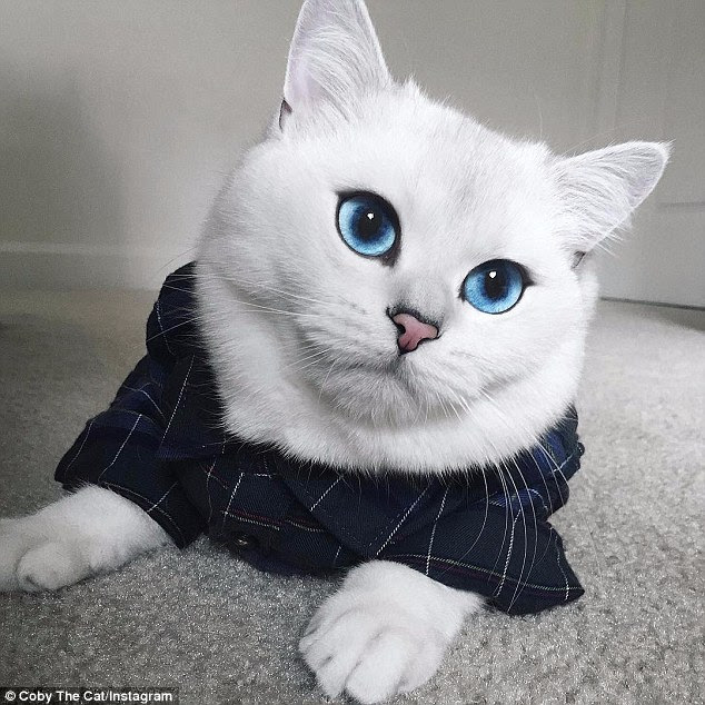 Coby Digelar Kucing Paling Cantik Di Dunia