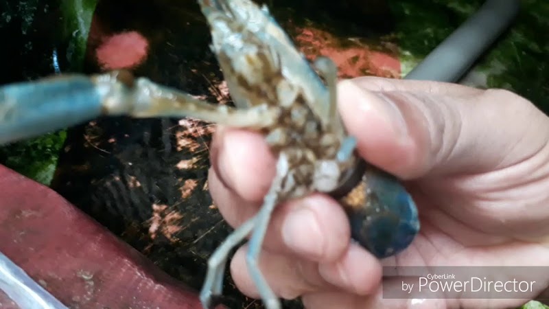 Top Baru Budidaya Tanaman Air Tawar, Istimewa!