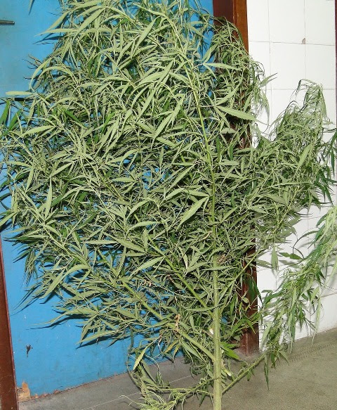 pé de maconha