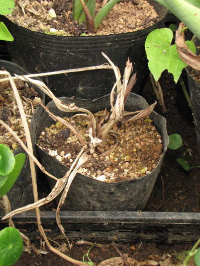 根腐れで植え替えは必要か