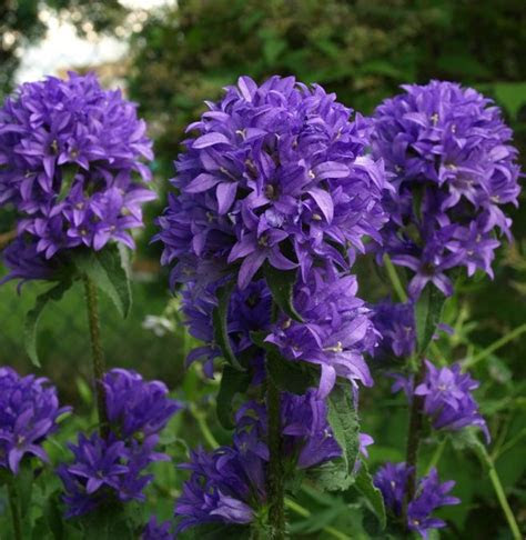 perennial flower identification stock photo campanula