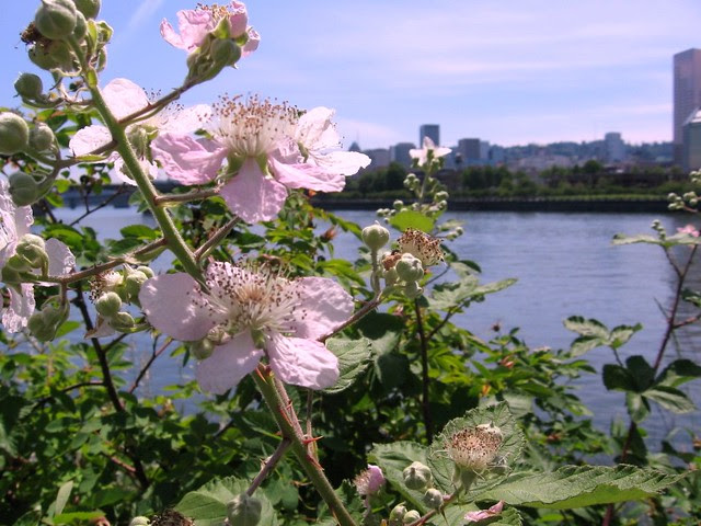 EsplanadeBlackberries