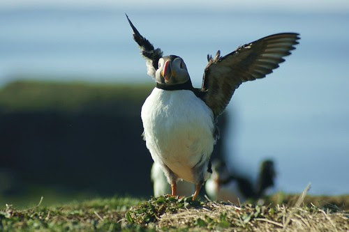 Flapping Puffin by Alex Cowan