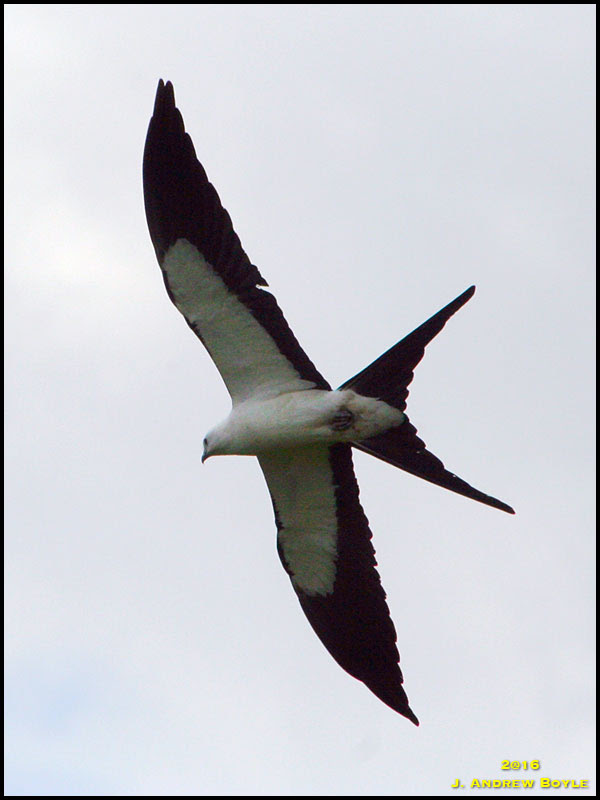 Swallow-tailed Kite Swallow-tailed Kite