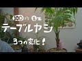 [コンプリート！] テーブルヤシ 巨大化 253740-テーブルヤシ 巨大化