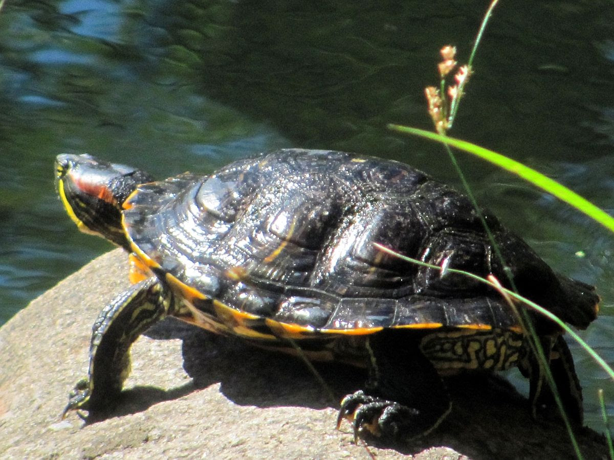 Turtle 1 photo IMG_9886a_zps8e4d73eb.jpg