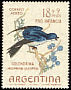 Chilean Swallow Tachycineta leucopyga