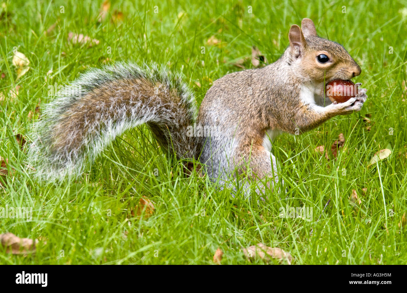 What do gray squirrels eat?