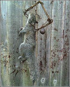 List of Synonyms and Antonyms of the Word: squirrel traps