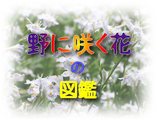 野に咲く花の図鑑