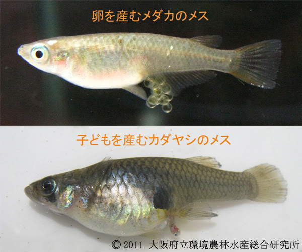メダカとカダヤシ 大阪府立環境農林水産総合研究所