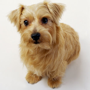 ワン ニャン図鑑 犬