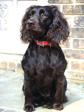 Boykin Spaniel dog