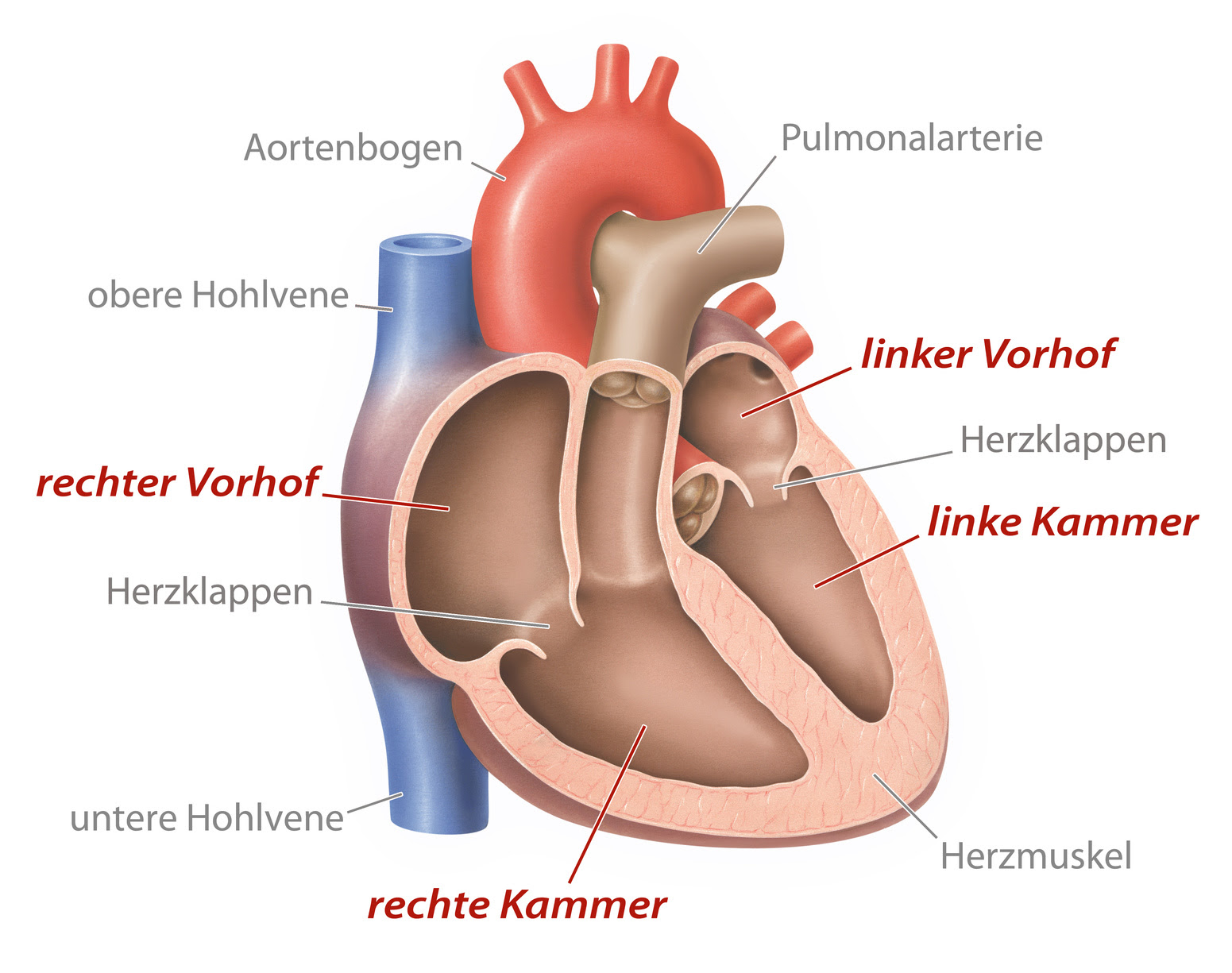 Herzklappenoperation Wenn Die Ventile Des Herzens Versagen Herzerfrischend