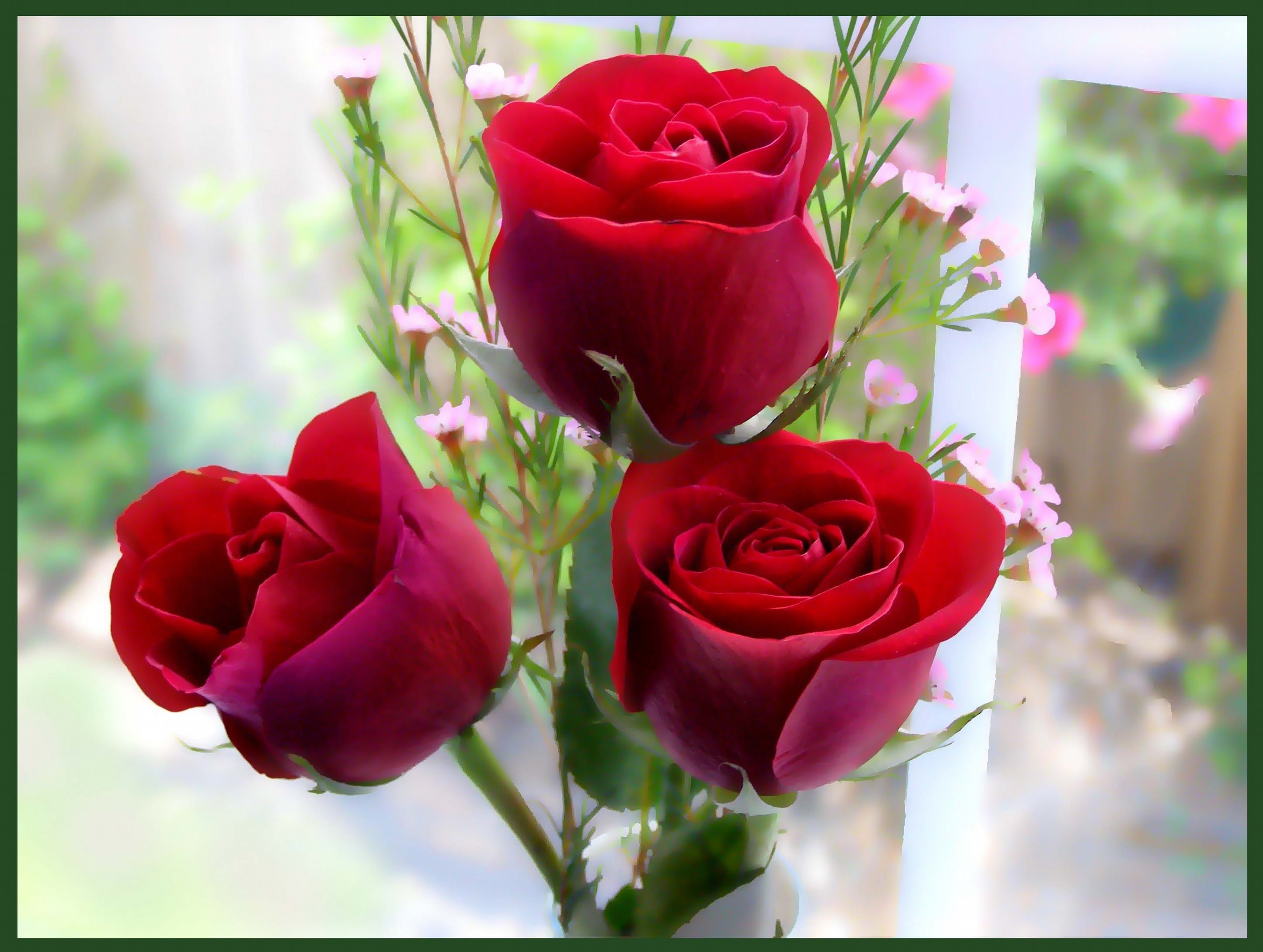 World's Top 100 Beautiful Flowers Images Wallpaper Photos Free Download