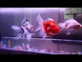 [ベスト] 金魚 水槽 綺麗 720024-金魚 水槽 綺麗にする