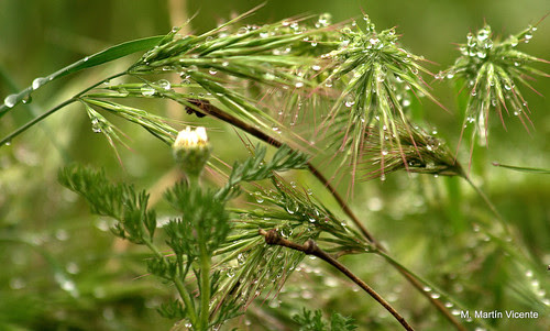 Con lluvia en los taludes de la N-IV