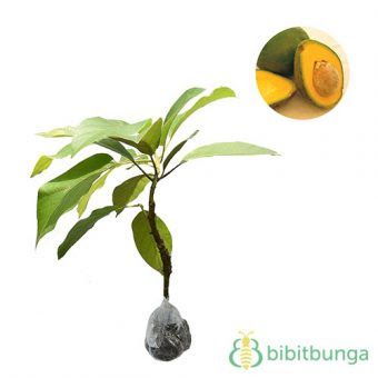 Tanaman Alpukat Mentega