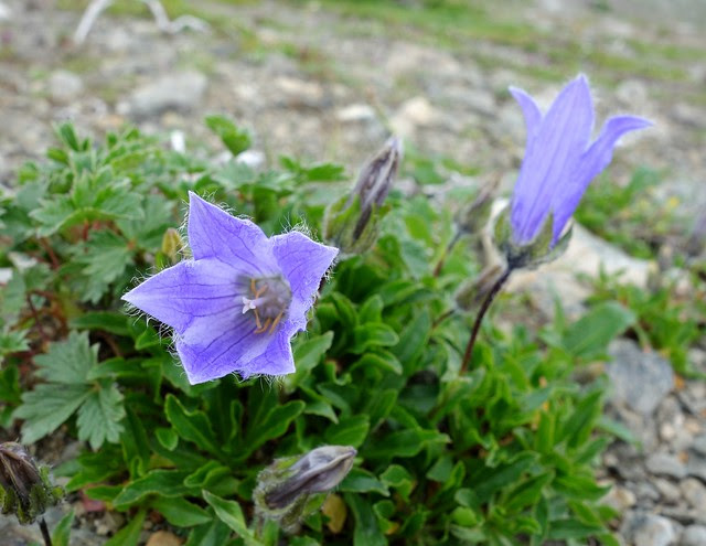 alpine blue bell flowers