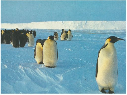 ocean food chain worksheet. ocean food chain worksheet.