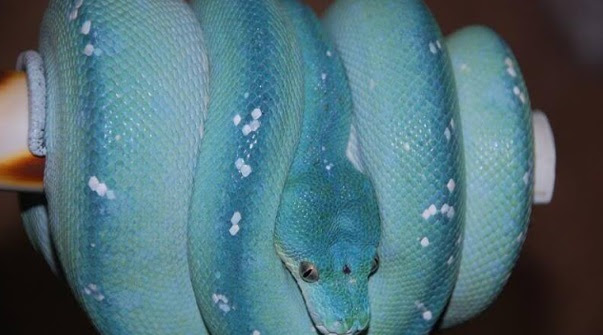 Lelaki Menyesal Membunuh Seekor Ular Berwarna Biru Setelah Mendpat Tahu Yang...