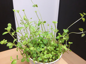 水耕栽培空間ｆｉｏ３ 人工光でミントの水耕栽培 キット
