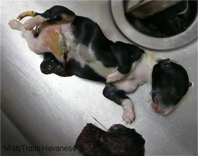 Whelping: All puppies do not always survive
