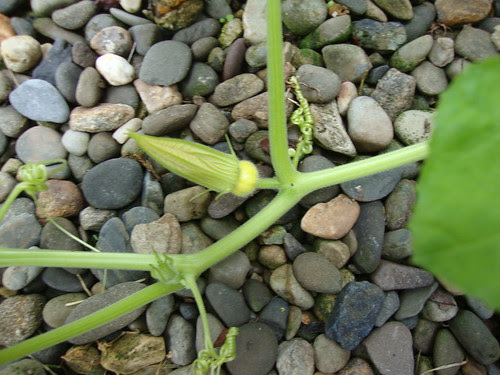 female flower (baby pumpkin is attached to vine; flower is attached to pumpkin