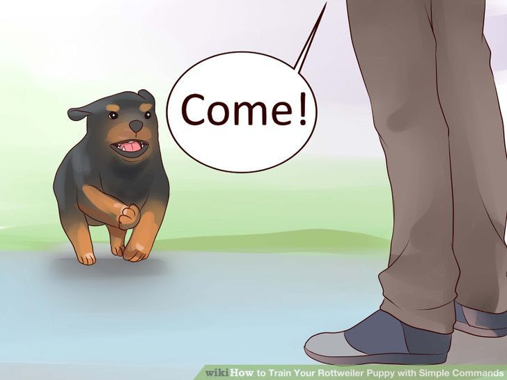 Train Your Rottweiler Puppy With Simple Commands Step 13.jpg