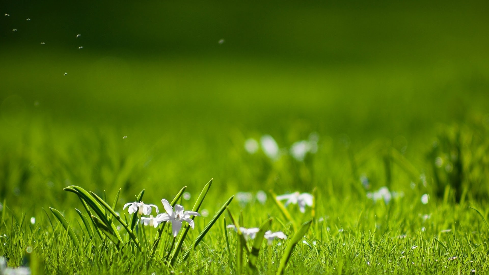 Unduh 6100 Background Hd Nature Images HD Terbaik