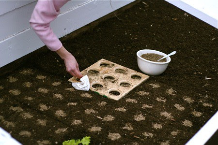 planting-seeds-in-cold-frame1