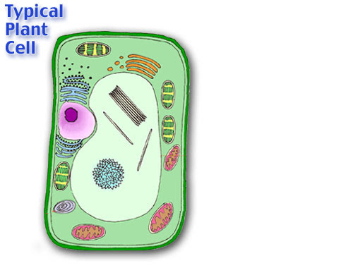 This is the Cell Wall. It protects the plant cell from an...
