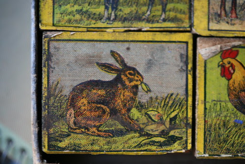 rabbit