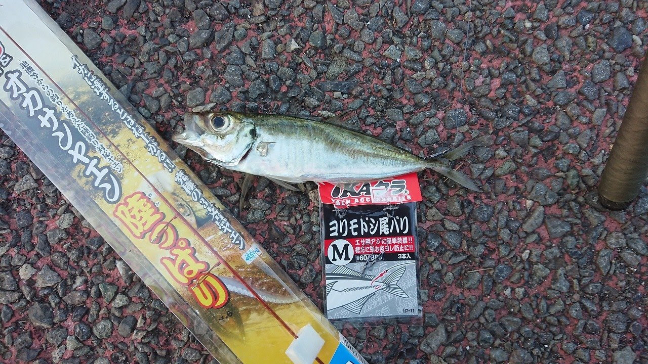 茅ヶ崎店の釣り情報 つり具の上州屋 あなたのフィッシング アウトドアライフをサポート