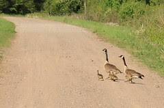 Baby Geese Crossing the Road