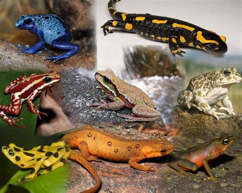 anura caudata gymnophiona  jenis amfibi penjelasannya