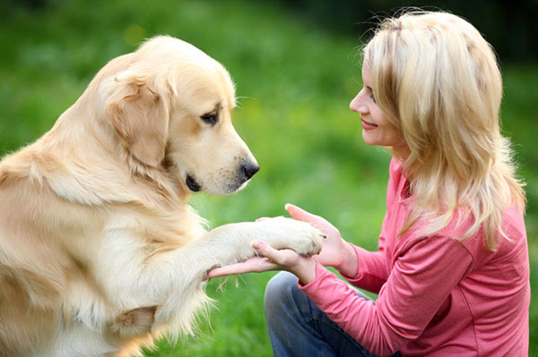 Top 10 tips from the world's best dog trainers