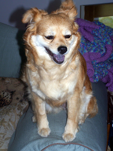 Trixie_42807a