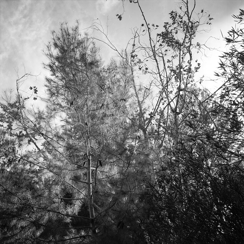 Light Through Trees