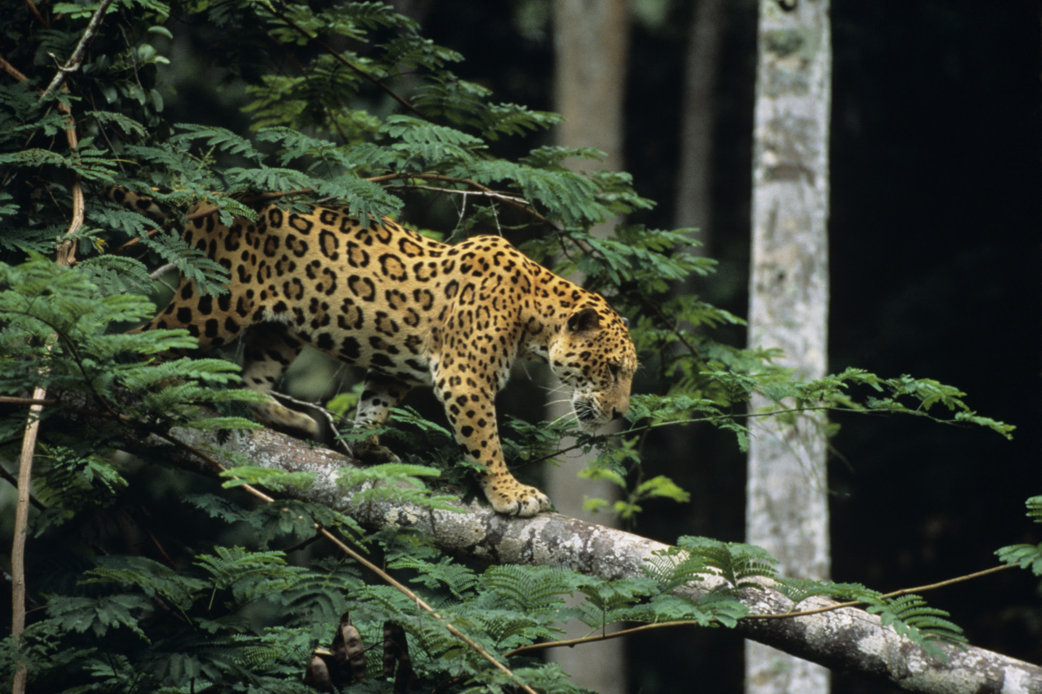 Animals in the Tropical Rainforest Food Chain | Sciencing