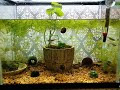 [最も欲しかった] メダカ 水草なし 133255-メダカ 稚魚 水草なし