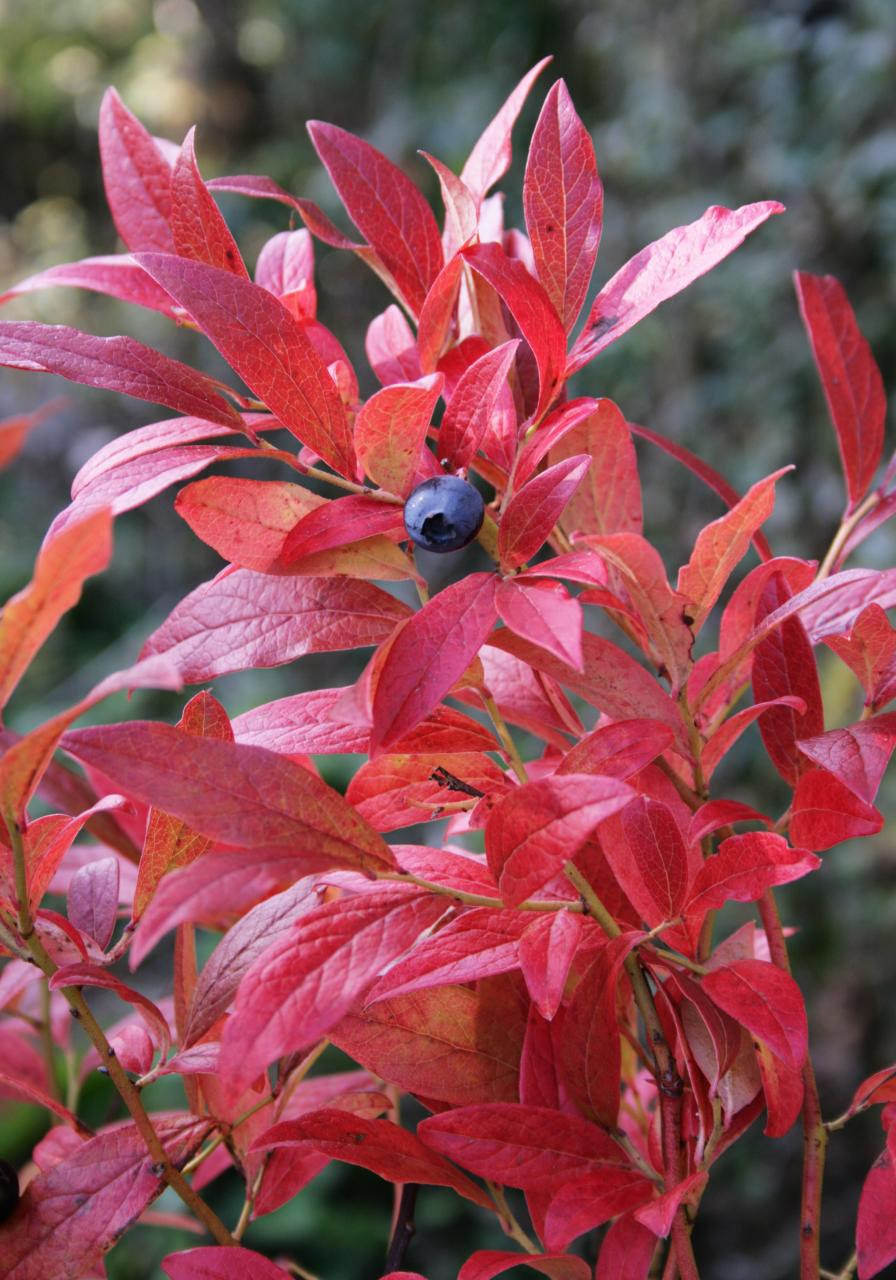 last blueberry
