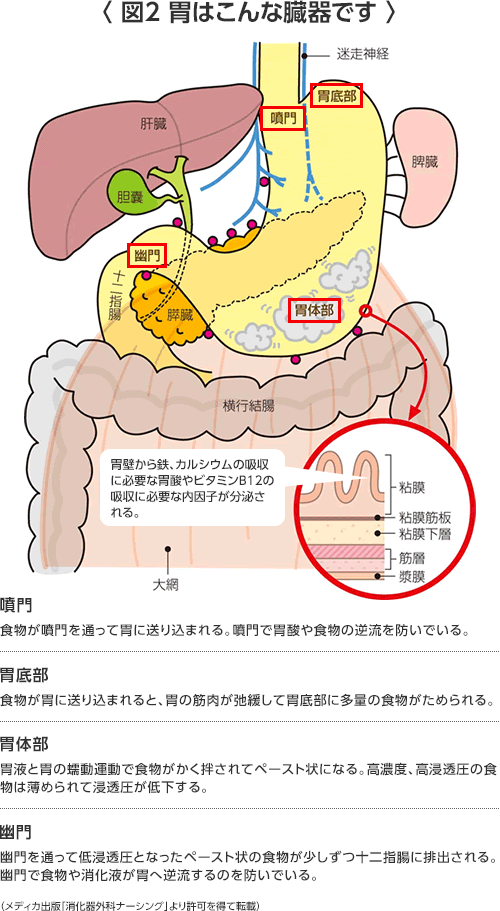さらに詳しい胃がんのお話 胃がんの診断から治療 手術 化学療法 まで 近畿大学医学部 外科学教室