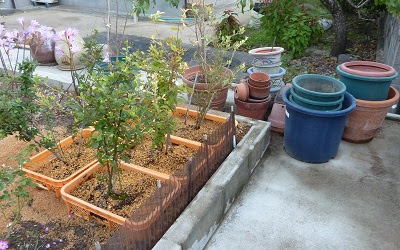 釣りと畑と たまにスイスと ブルーベリーを植え替えました