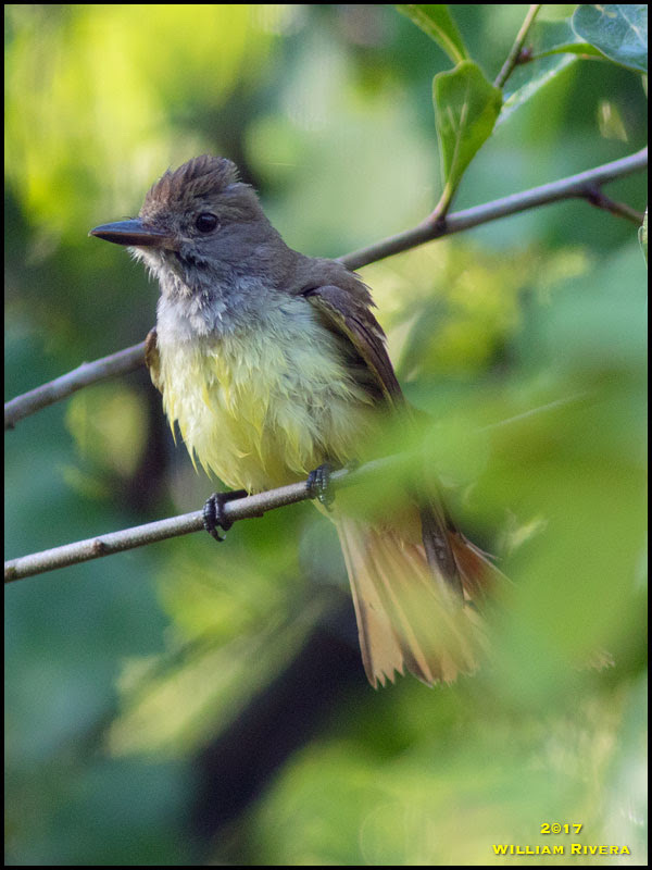 Great-crested Flycatcher Great-crested Flycatcher
